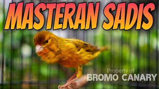 KENARI ISIAN CIBLEK❗Masteran Murai Batu, Cendet, Cucak ijo TERBAIK #03