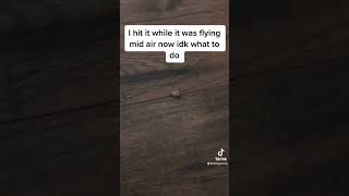 This bug upside down #shorts #bug #insect #bugs