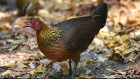 tiếng gà mái rừng mới nhất Suab poj qaib seev zoo heev li dib tuaj zoo