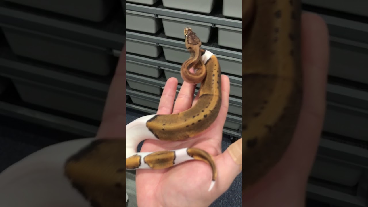 camera iphone 8 plus apk Our first unboxing video!!