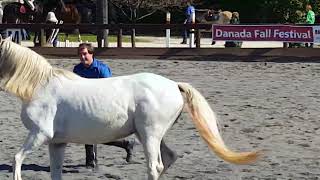 DANADA EQUESTRIAN CENTER–DANADA FALL FESTIVAL Part V 다나다 승마 센터–다나다 가을 축제 제5부