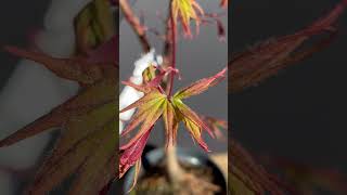 Japanese Maple   Osakazuki   Spring colours