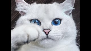 Famous 10 Of The Most Beautiful Cats In The World Profile