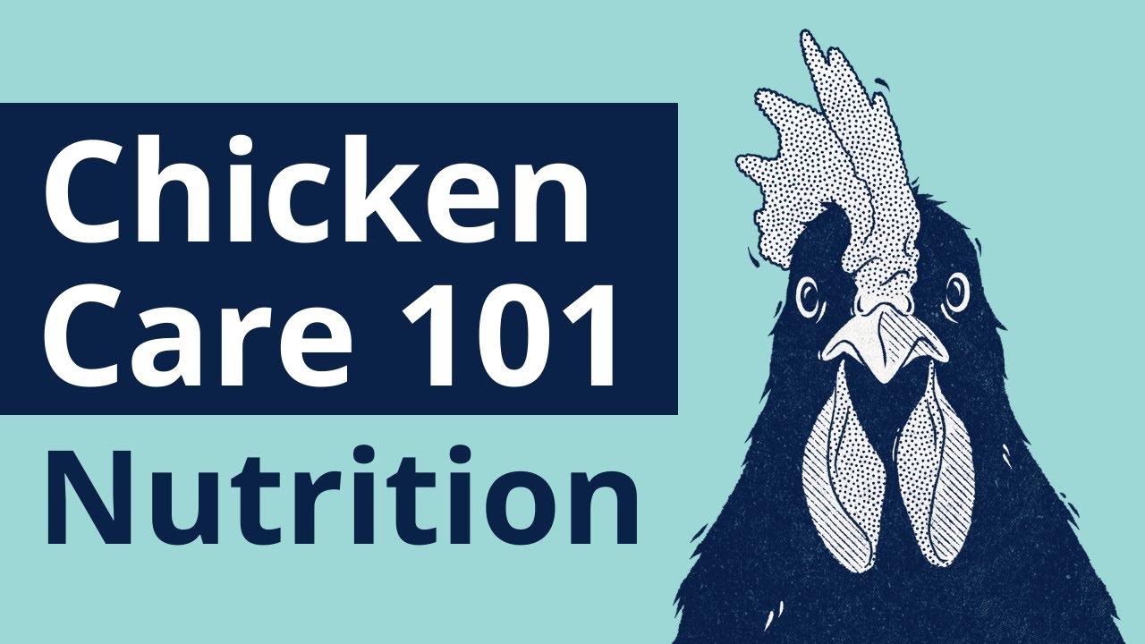 Chicken Care 101 - Nutrition
