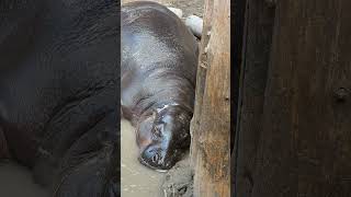 Sleeping Hippo at Toronto Zoo 🦛