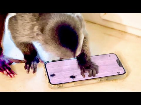 ПРОСТО СМЕХ! Финик ЛОВИТ ЖУЧКОВ В ТЕЛЕФОНЕ, а потом принялся ОБРЫВАТЬ ОБОИ, растет