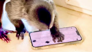 картинка: ПРОСТО СМЕХ! Финик ЛОВИТ ЖУЧКОВ В ТЕЛЕФОНЕ, а потом принялся ОБРЫВАТЬ ОБОИ, растет