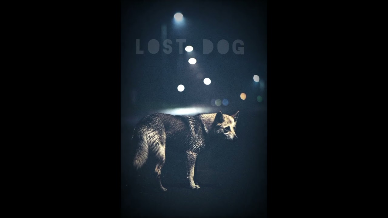 Lost Dog (Audio)