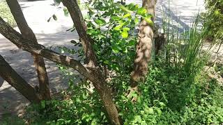 Identifying NeighborWoods Trees Part 2