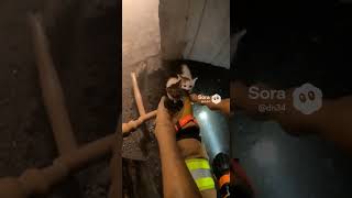 POV: After the Fire, You Hear a Meow 🧑‍🚒🐱