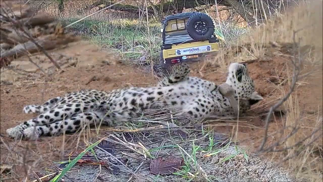Okonjima Plains Camp Namibia Amewi RCX10 Toyota LC 70