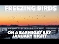 Gulls Go CRAZY on Barnegat Bay During January Sunset | Seaside Heights | Winter | Jersey Shore | 4K
