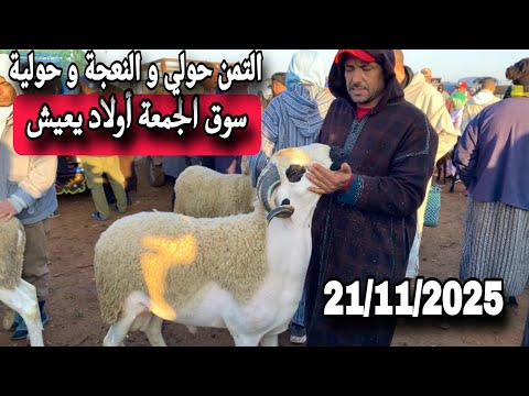 مباشرة من سوق الجمعة أولاد يعيش إقليم بني ملال 21 11 25 مع تمن الحولي و النعجة و حولية