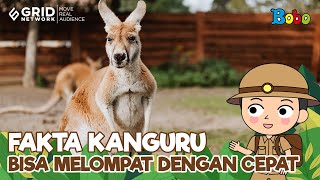 Unique Facts About Kangaroos - Marsupials That Can Jump High