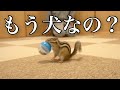 【シマリス】投げたボールを持って帰ってくる我が家のリスはもう犬なのかもしれない、、、