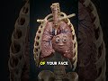 Your lungs just caught you mouth breathing 🫁 #shorts #breathwork #lungfacts