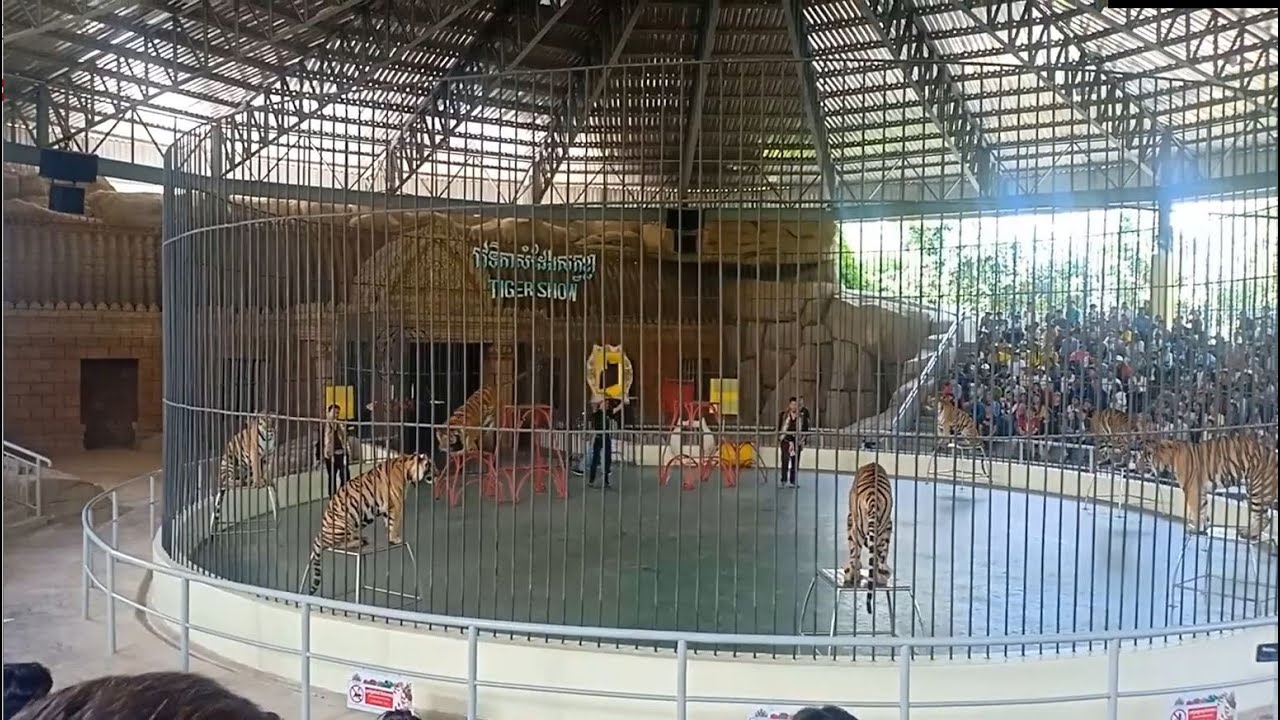 Amazing tiger coach in PHNOM PENH SAFARI, Cambodia. Tiger Show