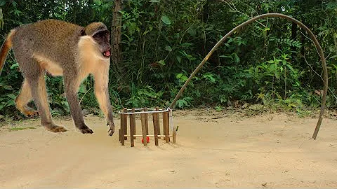 Monkey  Trap  Make Form Wood Simple And Easy Traditional Monkey trap| Animals