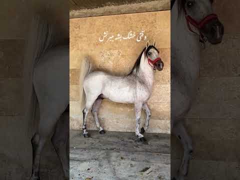 مگه میشه تو نشناخت ای مجسمه اسب کرد    اسب   اسبکرد ایران