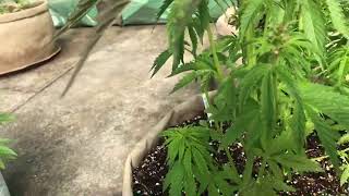 Just a lil outdoor update take 2