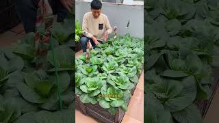 It's the season for planting Suzhou bok choy now! Why not plant some yourself? #SuzhouBokChoy