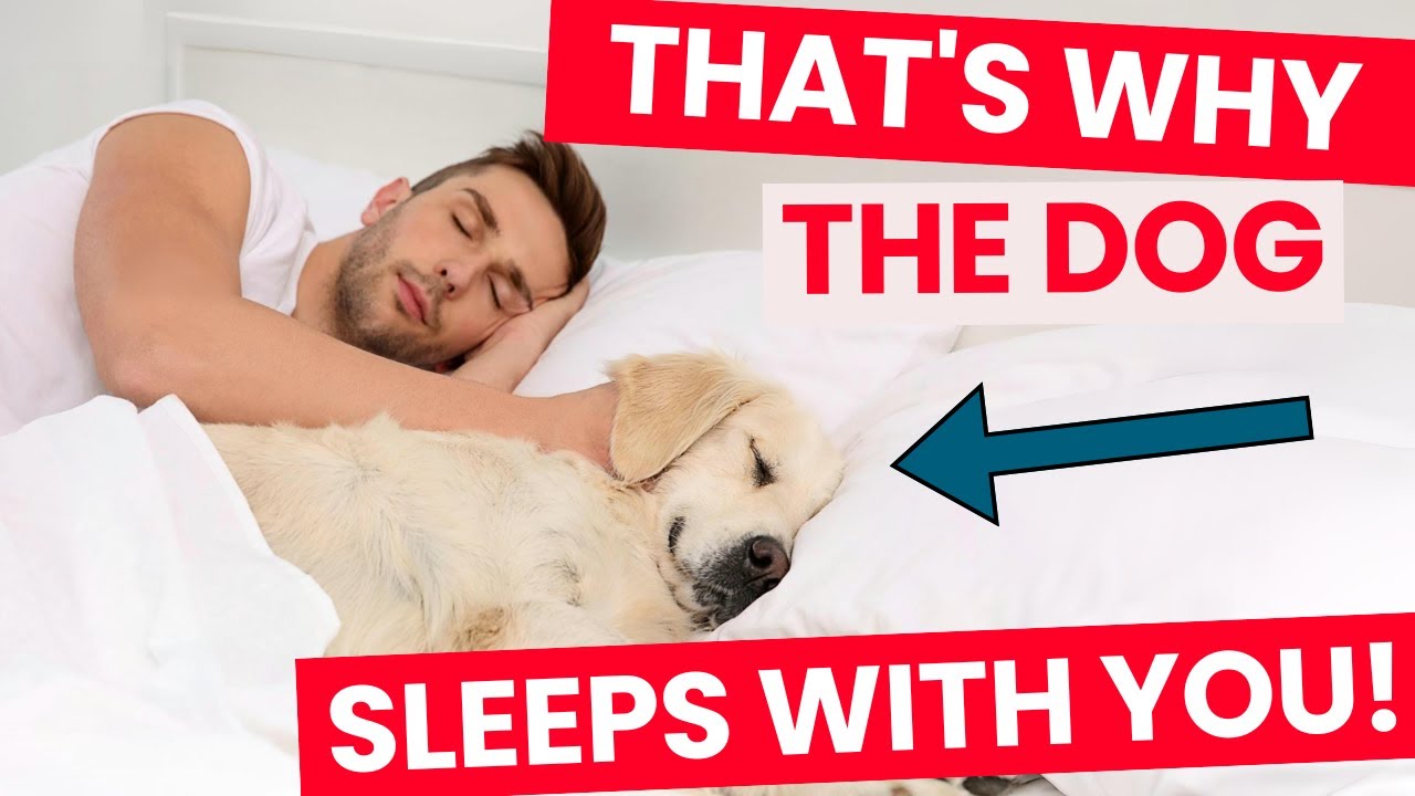 Why Does Your Dog Sleep with You? The Answers Will Surprise You - YouTube