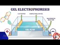 Electrophoresis Quiz