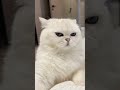 أما الحيوانات ترقص على أغنية لفينا الدنيا من فيلم البعبع