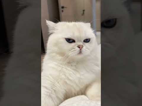 أما الحيوانات ترقص على أغنية لفينا الدنيا من فيلم البعبع