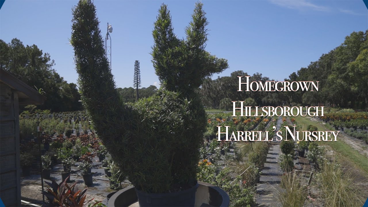 Homegrown Hillsborough Harrell's Nursery YouTube
