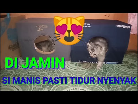Video: Tempat Tidur Kucing