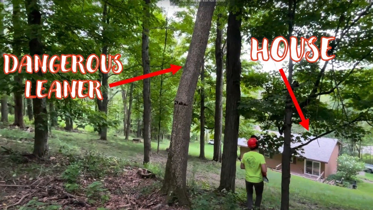 SKETCHY Dead Ash Tree Removal - YouTube