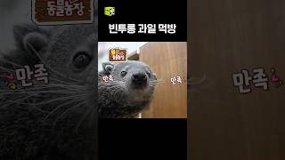달달한 과일만 좋아해요 #TV동물농장 #우와한비디오 #우와비 #shorts