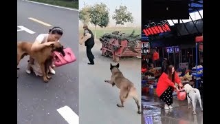 Very talented dogs COMPILATION 2019