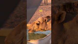 উট সম্পর্কে কিছু জানুন। #viralvideo #islamicvideo #shortvideo #reels