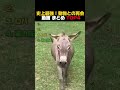 史上最強！動物との再会 動画 まとめ TOP4