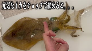 元気なアオリイカをチョップで締めると。。。#shorts