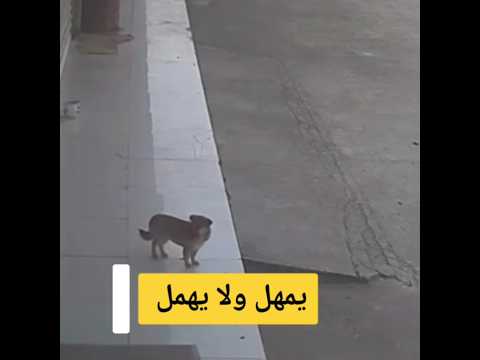 يمهل ولايهمل الحيوانات الاليفة الكلاب   قناة نور طرابلس التلفزيونية