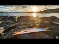 Shore casting  fishing in mauritius  barracuda