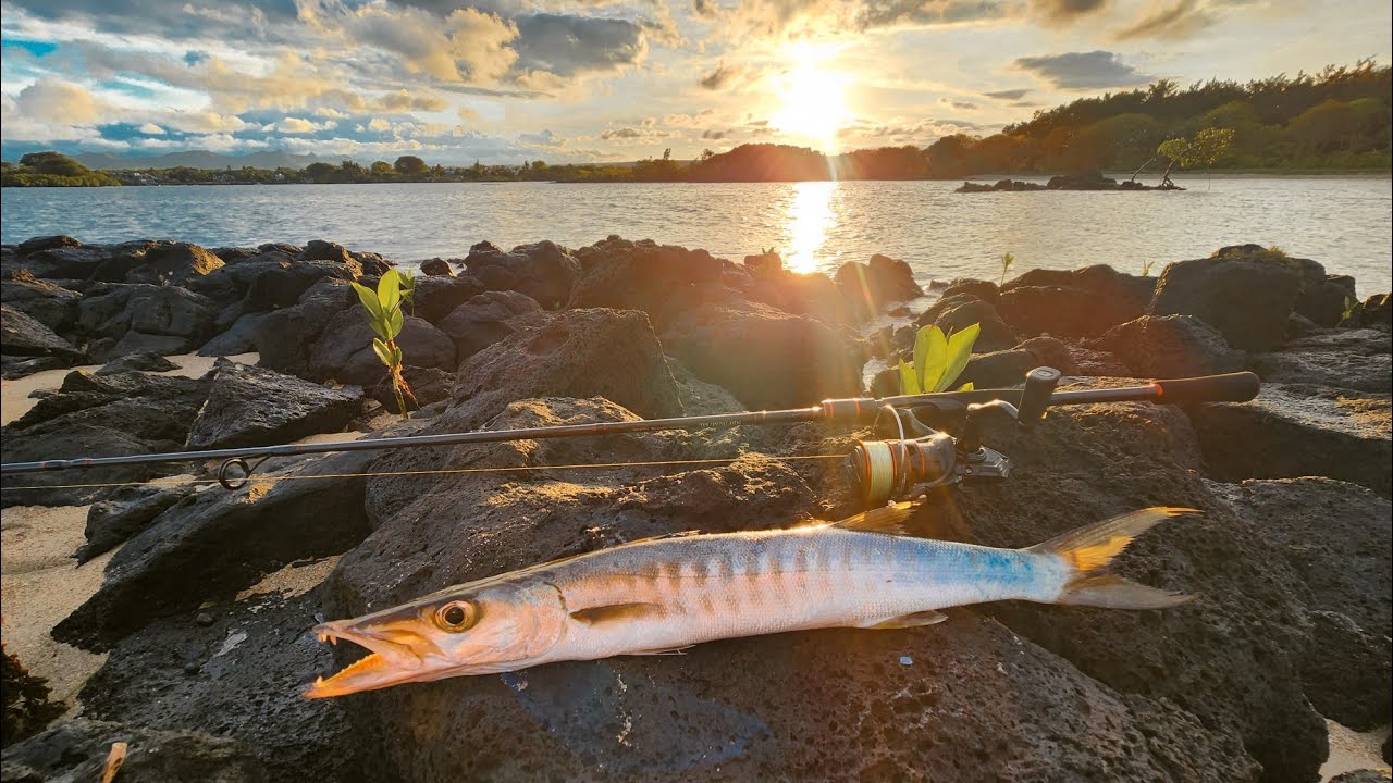 Shore Casting - Fishing in Mauritius - Barracuda