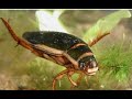 Неймовірний жук-плавунець