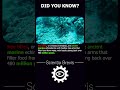 Sea lilies🌺😱#shorts #science #technology