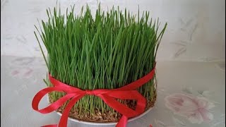 Сямяни Как прорастить пшеницу к празднику Новруз