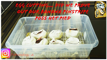 Ball python egg cutting - did we hit a pied