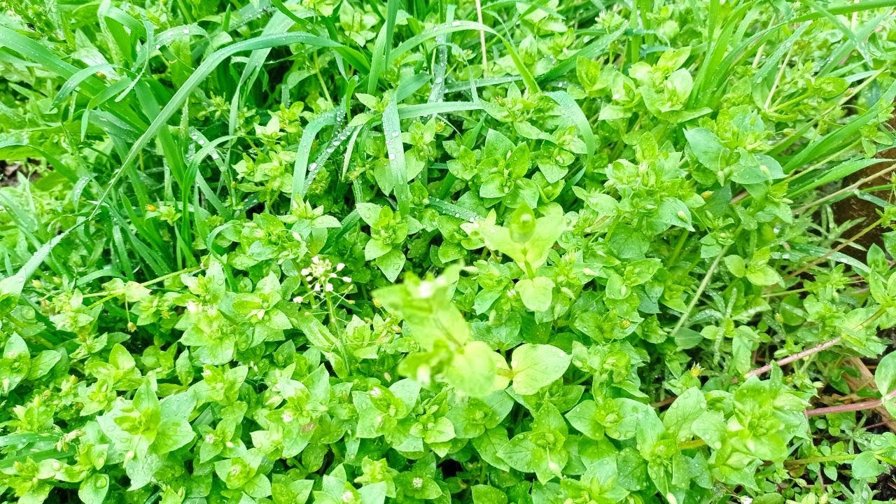 Трава такая сочная!// Прогулка!/Дождь!/ Покупки!#Украина_ - YouTube