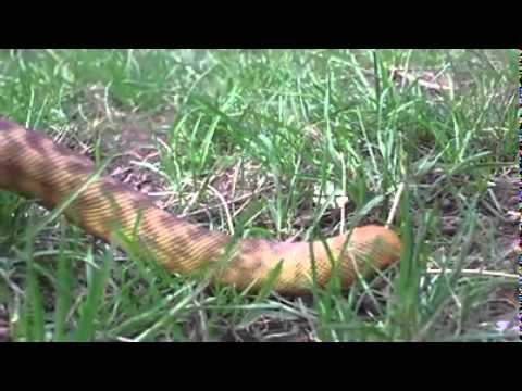 Woma Python Outside