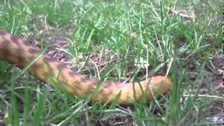 Famous Woma Python Outside Wealth