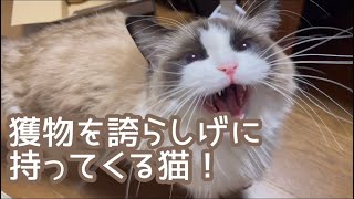 獲物をgetし誇らしげな猫 Youtube