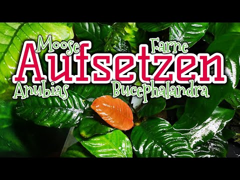 Aufsitzerpflanzen richtig aufsetzen | Moose | Anubias | Farne | Bucephalandra | Profi-Tipp