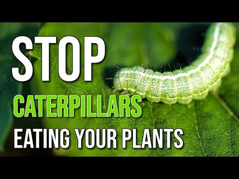 Video: How to get rid of caterpillars on cabbage: folk recipes and effective ways